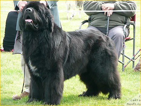 Фото: ньюфаундленд Sheridel Nzo