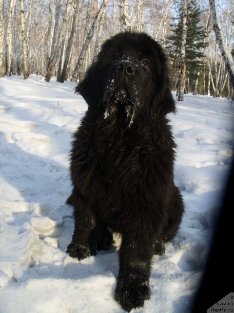 Фото: ньюфаундленд Княжна в Черном от Марлеон Дусвик