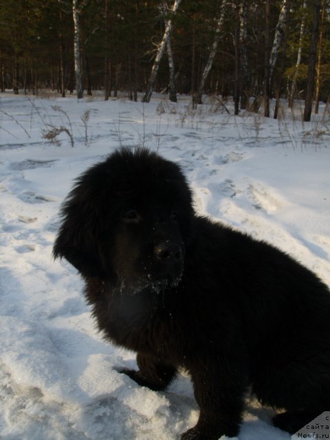 Фото: ньюфаундленд Княжна в Черном от Марлеон Дусвик