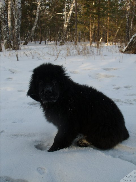 Фото: ньюфаундленд Княжна в Черном от Марлеон Дусвик