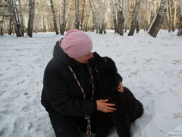 Фото: ньюфаундленд Княжна в Черном от Марлеон Дусвик, Татьяна Шайдук
