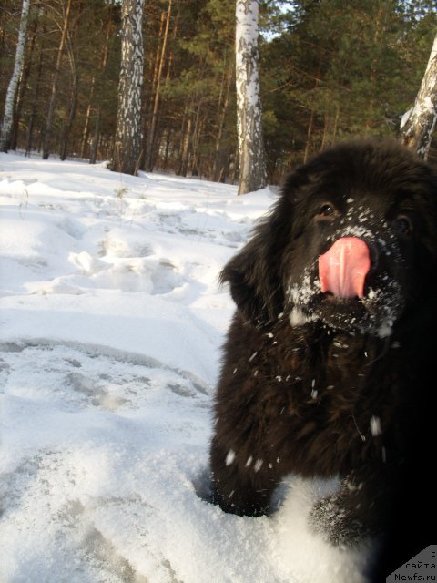 Фото: ньюфаундленд Княжна в Черном от Марлеон Дусвик
