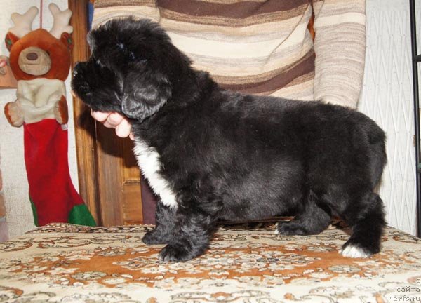 Фото: ньюфаундленд Супер Бизон Зая