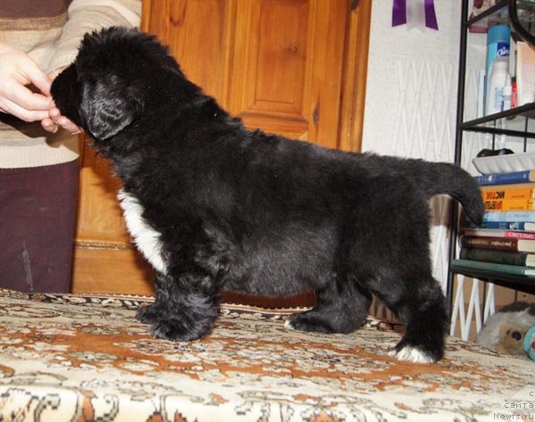 Фото: ньюфаундленд Супер Бизон Зая