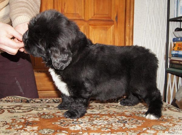 Фото: ньюфаундленд Супер Бизон Зая