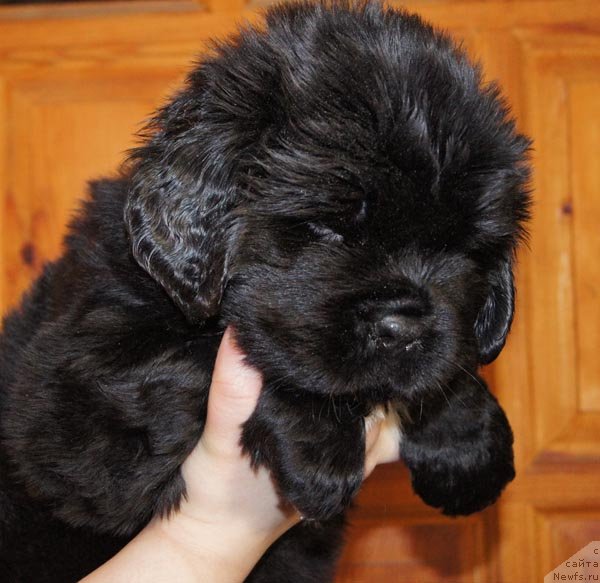 Фото: ньюфаундленд Супер Бизон Зая