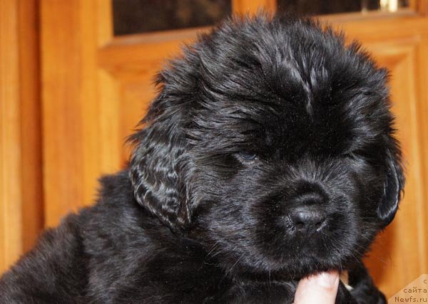 Фото: ньюфаундленд Супер Бизон Зая