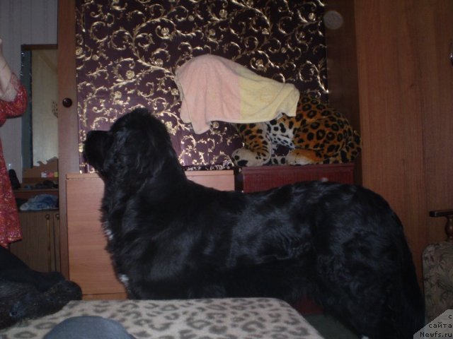 Фото: ньюфаундленд Овация Браво Бис