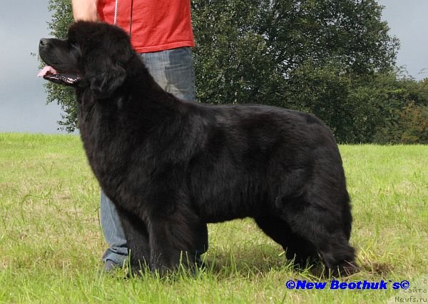 Фото: ньюфаундленд Joy for Beothuk's vom Rosendahl