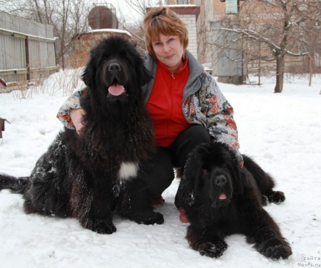Фото: ньюфаундленд Бегущая по Волнам Хаста ла Виста (Beguschaya po Volnam Hasta la Vista), ньюфаундленд Бегущая по Волнам Регатта Катти Сарк, Наталья Федосова