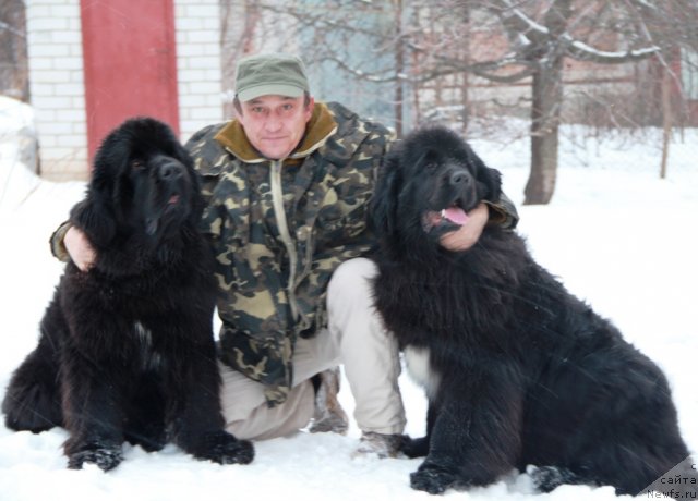 Фото: ньюфаундленд Бегущая по Волнам Регатта Катти Сарк, ньюфаундленд Бегущая по Волнам Хаста ла Виста (Beguschaya po Volnam Hasta la Vista), Александр