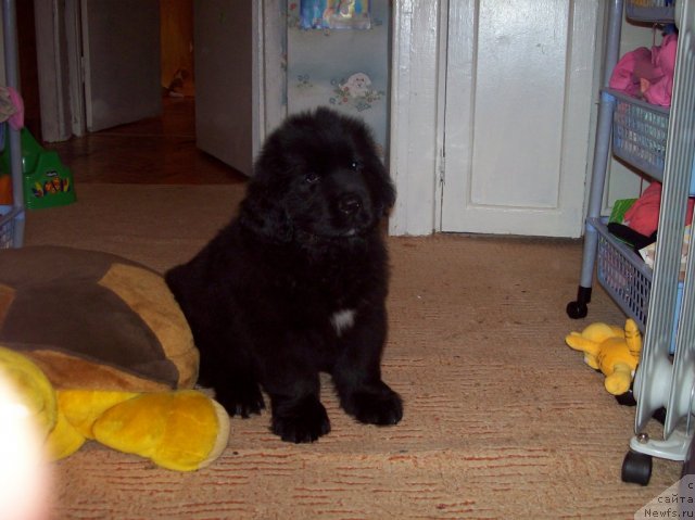 Фото: ньюфаундленд Донатс Прайд Анжэл ин э Флэш