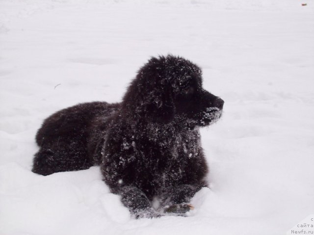Фото: ньюфаундленд Донатс Прайд Анжэл ин э Флэш