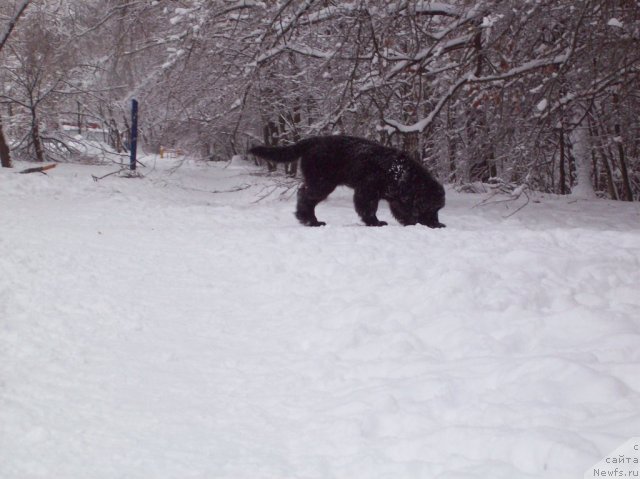 Фото: ньюфаундленд Донатс Прайд Анжэл ин э Флэш