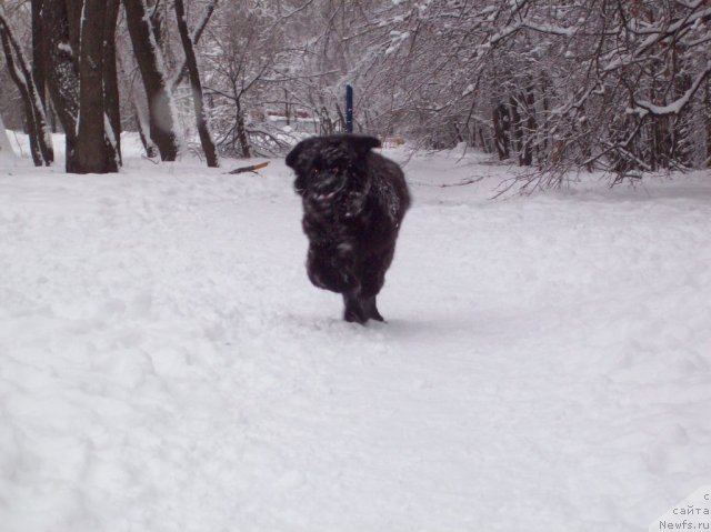 Фото: ньюфаундленд Донатс Прайд Анжэл ин э Флэш