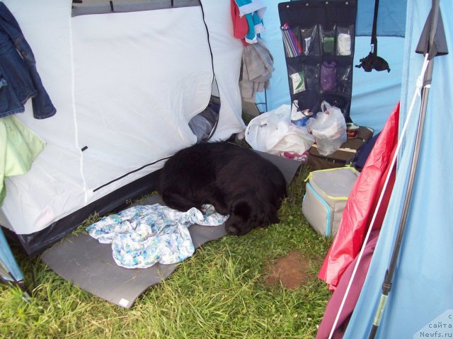 Фото: ньюфаундленд Донатс Прайд Анжэл ин э Флэш