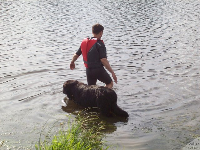 Фото: ньюфаундленд Донатс Прайд Анжэл ин э Флэш, Вадим Морозов