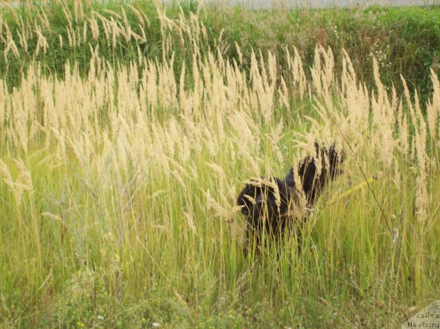 Фото: ньюфаундленд Донатс Прайд Анжэл ин э Флэш