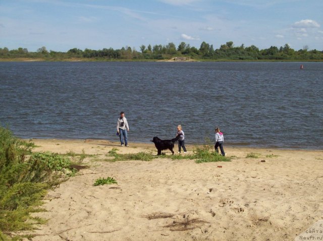 Фото: ньюфаундленд Донатс Прайд Анжэл ин э Флэш