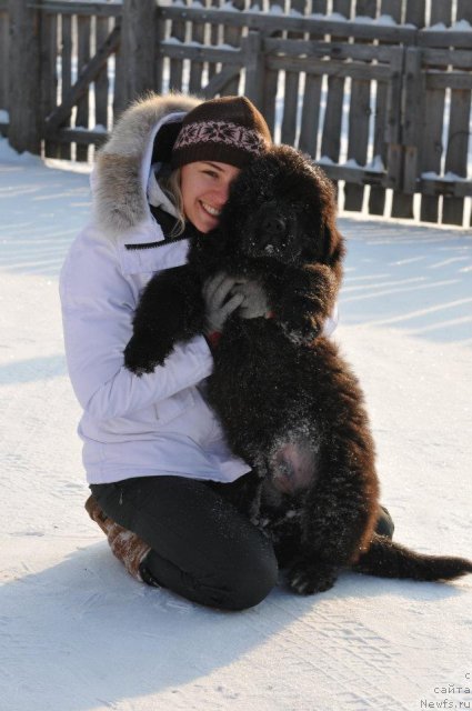 Фото: ньюфаундленд Сент Джонс Юпитер