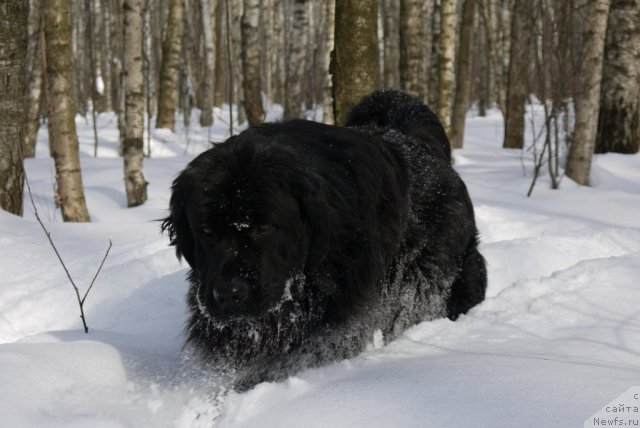 Фото: ньюфаундленд Рэш