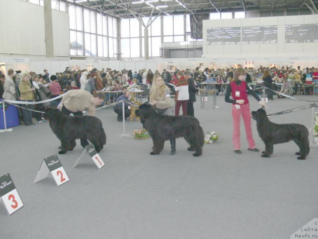 Фото: ньюфаундленд Денди Денжер из Медвежьего Яра (Dendi Denger iz Medvejyego Yara), ньюфаундленд О Блек Диамонд Литтл Беар (O Black Diamond Little Bear), ньюфаундленд Супер Бизон Астория