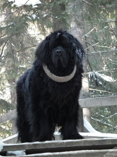 Фото: ньюфаундленд Сент Джонс Орфей