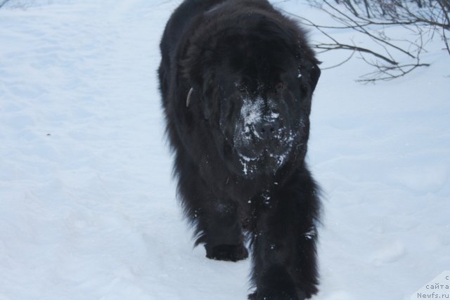 Фото: ньюфаундленд Fortuna of Giant's Island