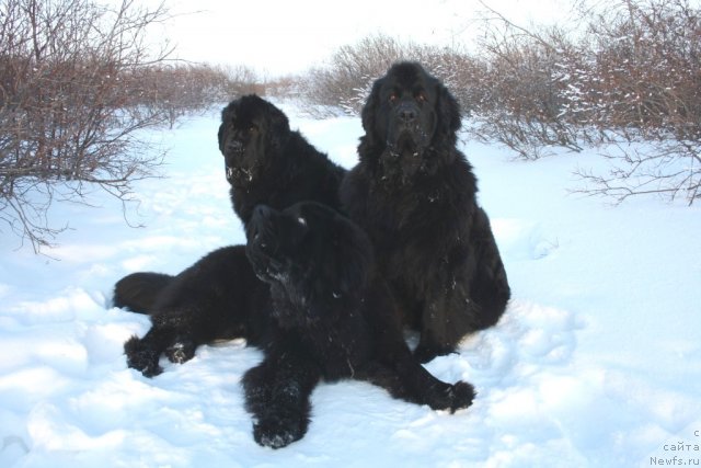 Фото: ньюфаундленд Бегущая по Волнам Зеро Коол, ньюфаундленд Fortuna of Giant's Island, ньюфаундленд Глория Гранд Блек