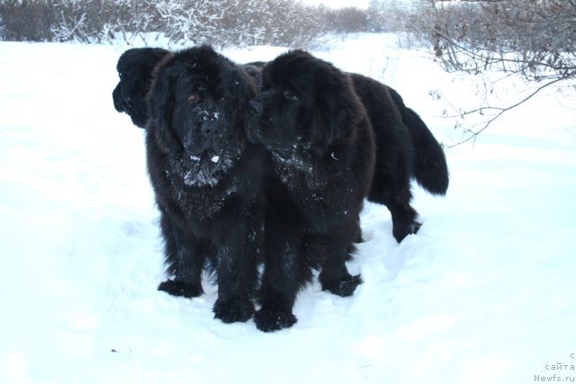Фото: ньюфаундленд Глория Гранд Блек, ньюфаундленд Бегущая по Волнам Зеро Коол