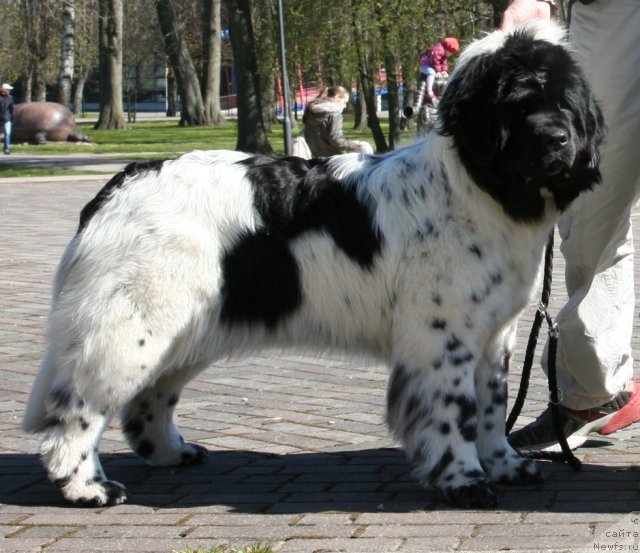 Фото: ньюфаундленд Аквиан Сонг Зеро Гравити (Akvian Song Zero Graviti)