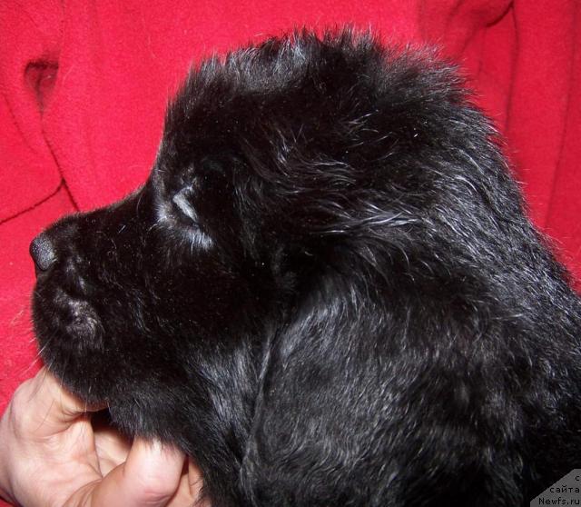 Фото: ньюфаундленд Акватория Келвин Заря в Хижине Дяди Джери (Aquatoriya Kelvin Zarya v Hijine Dyadi Djeri)