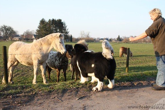 Фотография № 88530