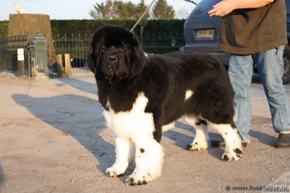 Фото: chatkantarra sirius