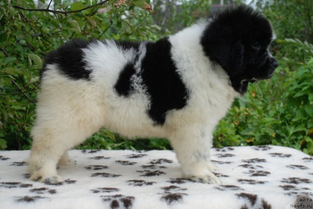 Фото: ньюфаундленд Флюфи Аваланч Спесиаллу Борн фор Юу