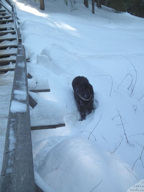 Фото: ньюфаундленд Сент Джонс Орфей