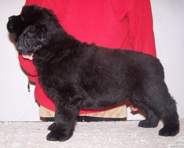 Фото: ньюфаундленд Акватория Келвин Заския