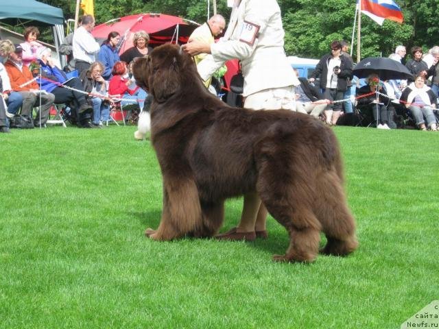 Фото: ньюфаундленд Den Brune Bamsebjorn von der Waterkant