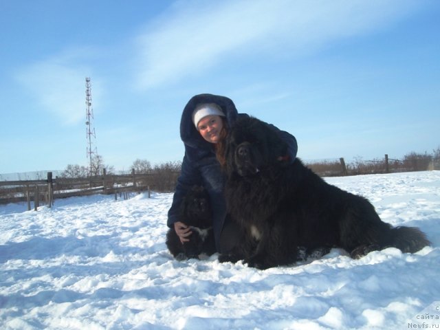 Фото: БДА от Потап Увертюра, ньюфаундленд King of Helluland I'm Precious, Екатерина Жиронкина