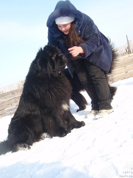 Фото: ньюфаундленд King of Helluland I'm Precious, Екатерина Жиронкина