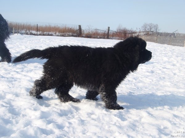 Фото: БДА от Потапа Увертюра, ньюфаундленд Блэк Диамонд Агидель от Потапа Патриция (Black Diamond Agidel ot Potapa Patricia)