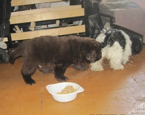 Фото: дети, ньюфаундленд Ньюфорт Лапочка Дочка