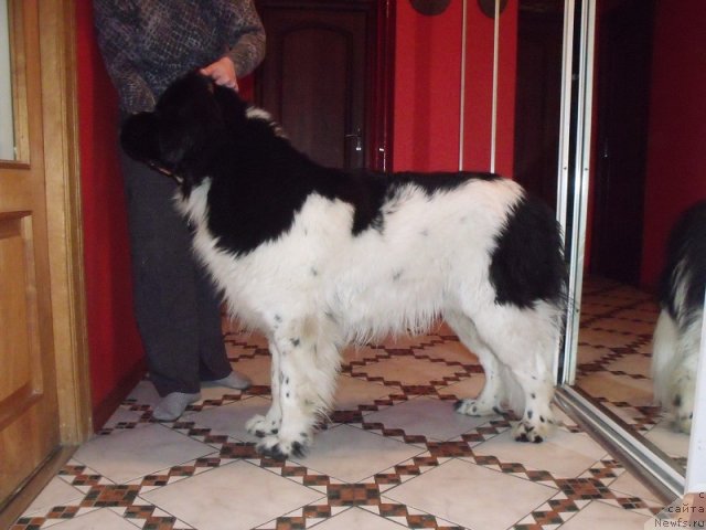 Фотография № 88652