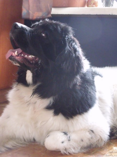 Фотография № 88655