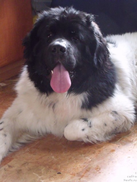 Фотография № 88656