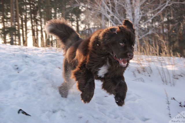 Фото: ньюфаундленд Обуш Шед Янтарный Поцелуй