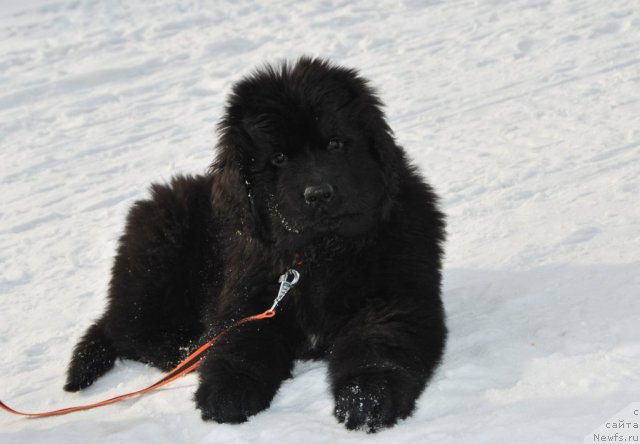 Фотография № 88673