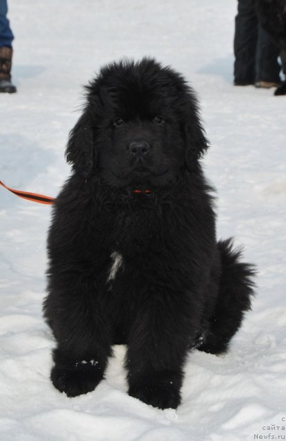 Фотография № 88674