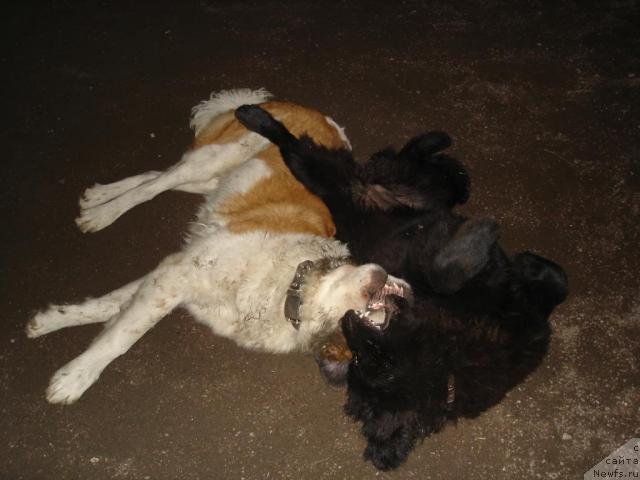 Фото: ньюфаундленд Талула Белл (Talula Bell), друг Додик