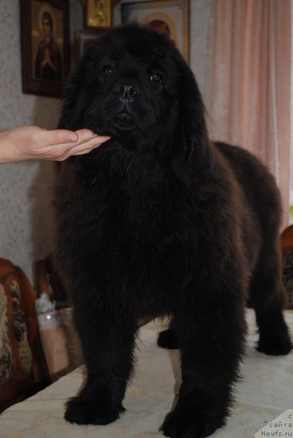 Фото: ньюфаундленд Душа-Девица (Dusha-Devitsa)